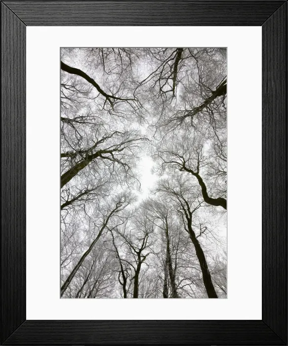 Framed Print : Looking up at winter tree canopy, Gloucestershire, UK Framed Print : Looking up at winter tree canopy, Gloucestershire, UK