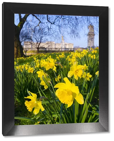UK, England, London, St. James Park, Buckingham Palace with Daffodils in Spring