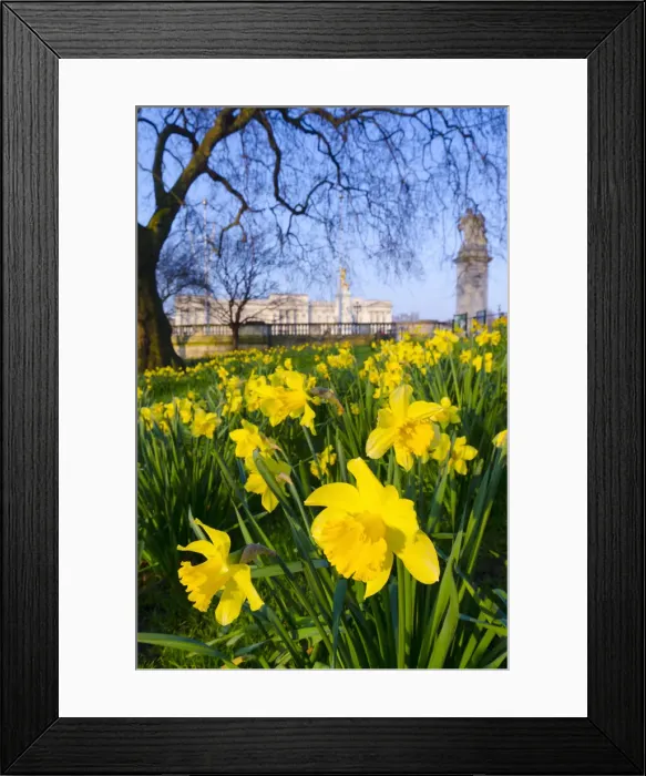 Framed Print : UK, England, London, St. James Park, Buckingham Palace with Daffodils in Spring Framed Print : UK, England, London, St. James Park, Buckingham Palace with Daffodils in Spring
