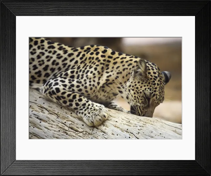 Framed Print : United Arab Emirates, Sharjah, Sharjah National Park Zoo, Arabian Leopard Framed Print : United Arab Emirates, Sharjah, Sharjah National Park Zoo, Arabian Leopard
