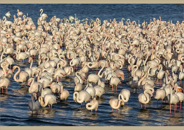 UAE, Dubai, Dubai Creek (Khor Dubai), Ras Al-Khor Wildlife Sanctuary, Flamingo
