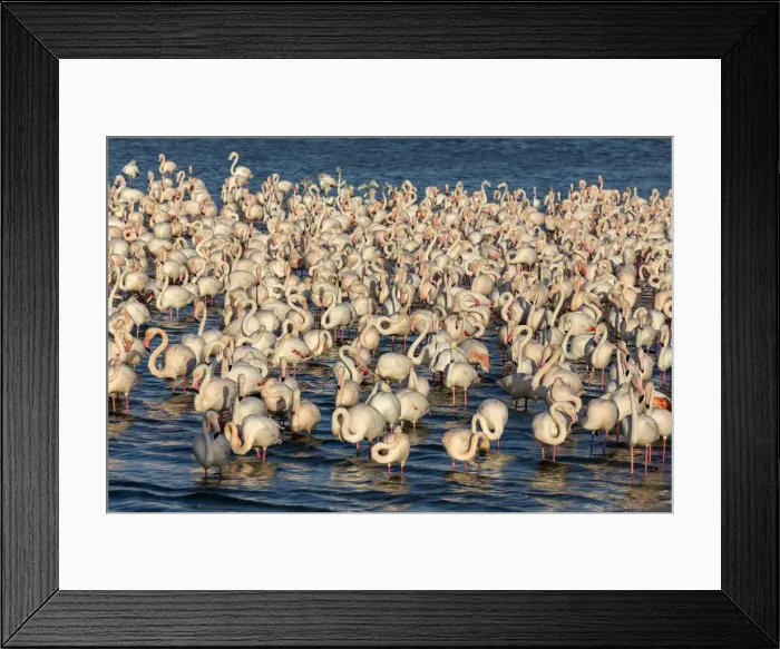 Framed Print : UAE, Dubai, Dubai Creek (Khor Dubai), Ras Al-Khor Wildlife Sanctuary, Flamingo Framed Print : UAE, Dubai, Dubai Creek (Khor Dubai), Ras Al-Khor Wildlife Sanctuary, Flamingo