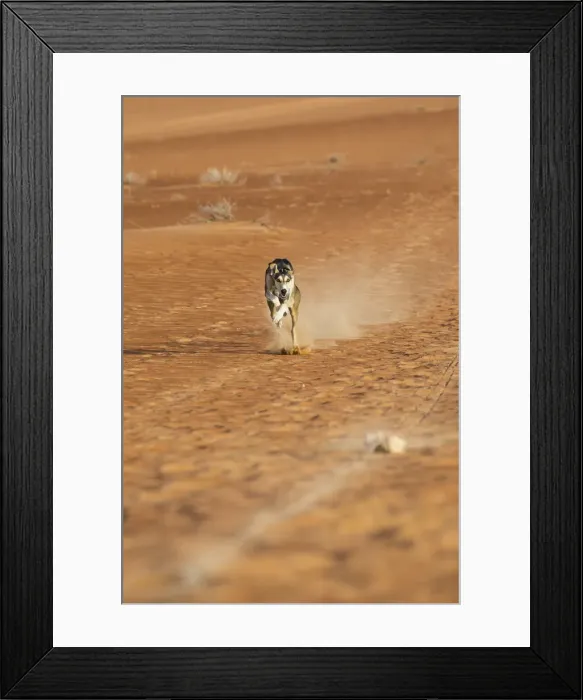 Framed Print : Saluki dog, Empty Quarter (Rub Al Khali), Abu Dhabi, United Arab Emirates Framed Print : Saluki dog, Empty Quarter (Rub Al Khali), Abu Dhabi, United Arab Emirates