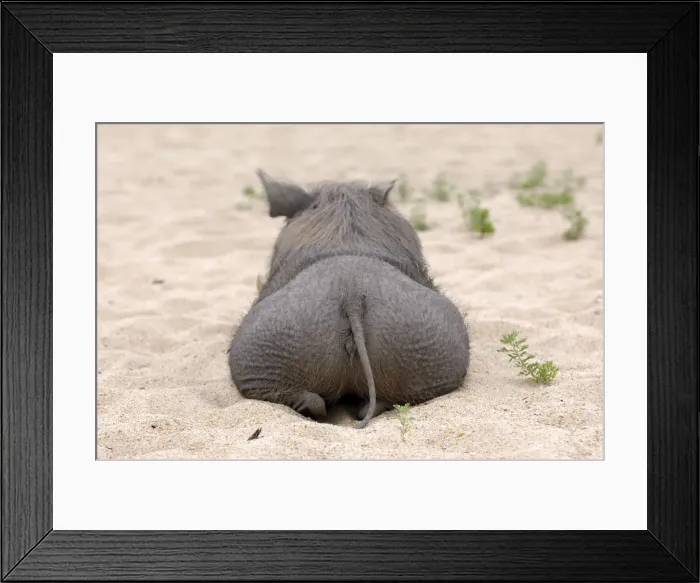Framed Print : Warthog on a sand beach, Mahale Mountains National Park, Tanzania Framed Print : Warthog on a sand beach, Mahale Mountains National Park, Tanzania