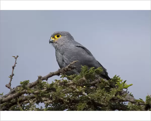 Grey Kestrel, Falco ardosiaceus, on a thorn tree in Serengeti, Tanzania