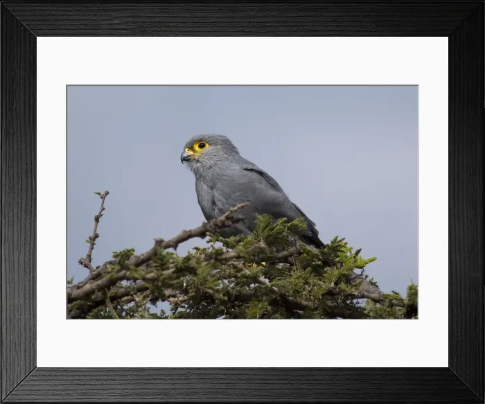 Framed Print : Grey Kestrel, Falco ardosiaceus, on a thorn tree in Serengeti, Tanzania Framed Print : Grey Kestrel, Falco ardosiaceus, on a thorn tree in Serengeti, Tanzania