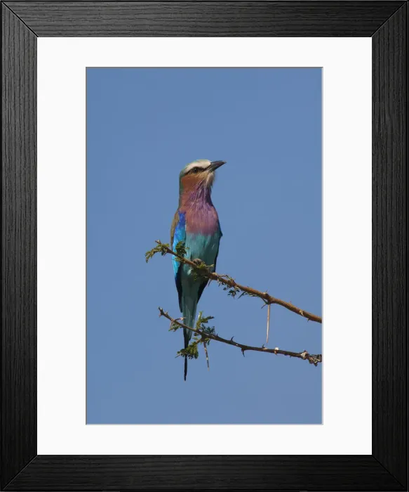 Framed Print : Lilac breasted roller Coracias caudatus on a thorn tree, Serengeti, Tanzania Framed Print : Lilac breasted roller Coracias caudatus on a thorn tree, Serengeti, Tanzania