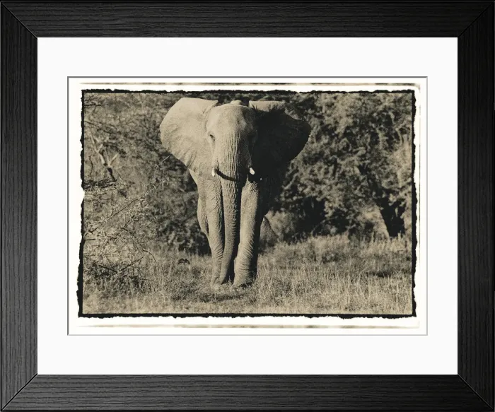 Framed Print : Elephant walking towards camera in African bush, Tanzania Framed Print : Elephant walking towards camera in African bush, Tanzania