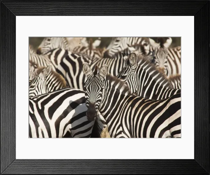 Framed Print : Group of common zebra in Serengeti, Tanzania Framed Print : Group of common zebra in Serengeti, Tanzania