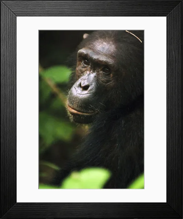 Framed Print : Chimpanzee in bush at Mahale Mountains National Park, Tanzania Framed Print : Chimpanzee in bush at Mahale Mountains National Park, Tanzania