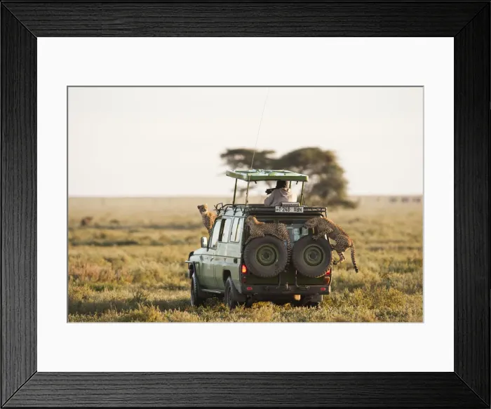 Framed Print : Safari vehicle with tourist and wildlife cheetah on vehicle Serengeti, Tanzania Framed Print : Safari vehicle with tourist and wildlife cheetah on vehicle Serengeti, Tanzania