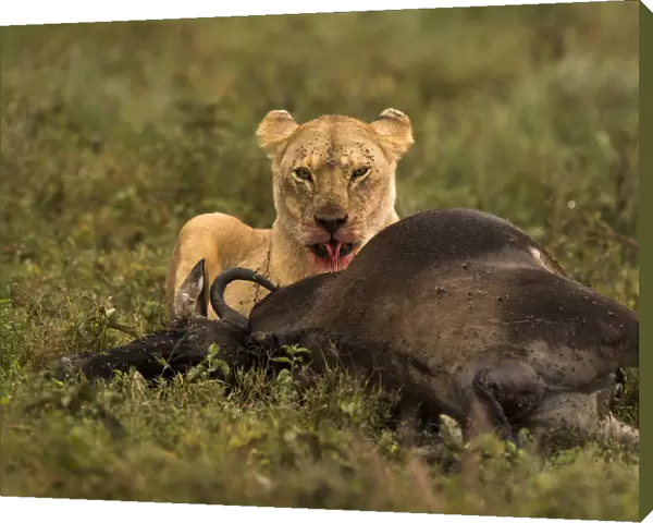 Lioness feeding on dead wildebeeste, Serengeti, Tanzania