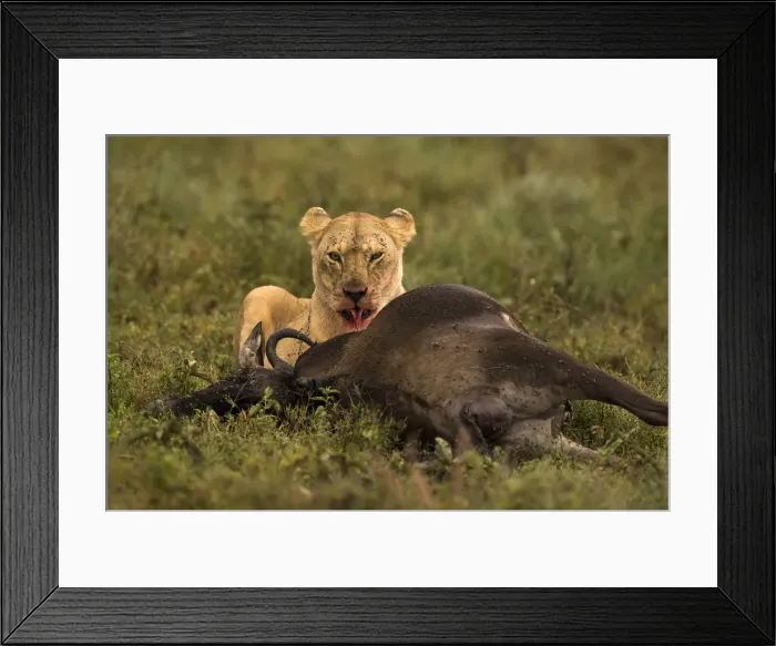 Framed Print : Lioness feeding on dead wildebeeste, Serengeti, Tanzania Framed Print : Lioness feeding on dead wildebeeste, Serengeti, Tanzania