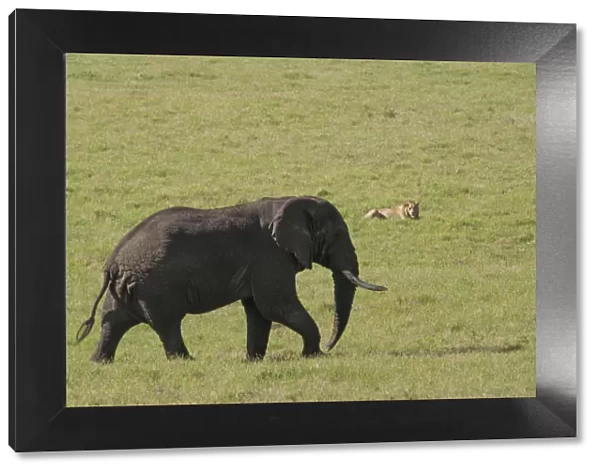 Large male elephant and male lion, Ngorongoro Crater, Tanzania
