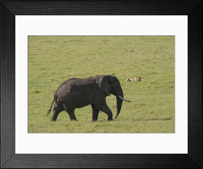 Framed Print : Large male elephant and male lion, Ngorongoro Crater, Tanzania