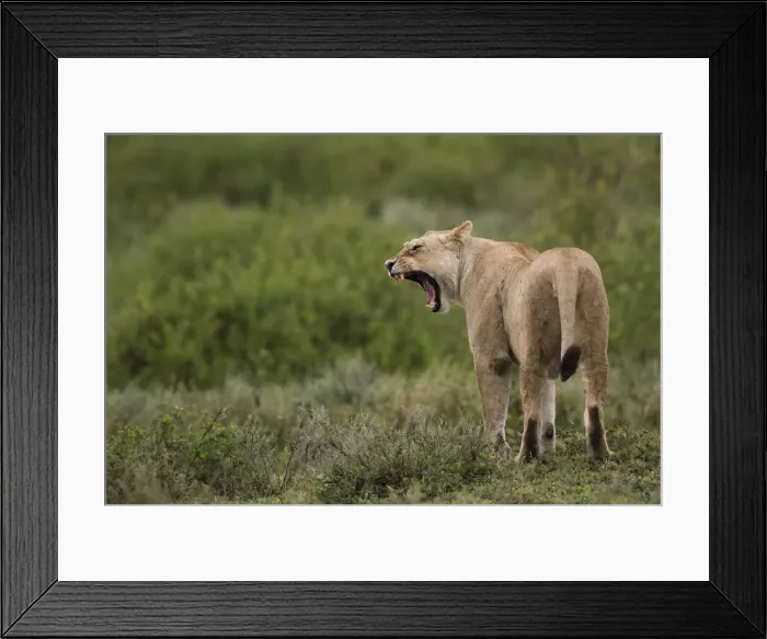 Framed Print : Lioness yawning, Serengeti, Tanzania