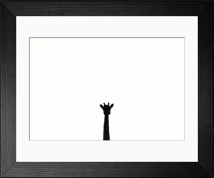 Framed Print : Giraffe in Serengeti, Tanzania Framed Print : Giraffe in Serengeti, Tanzania