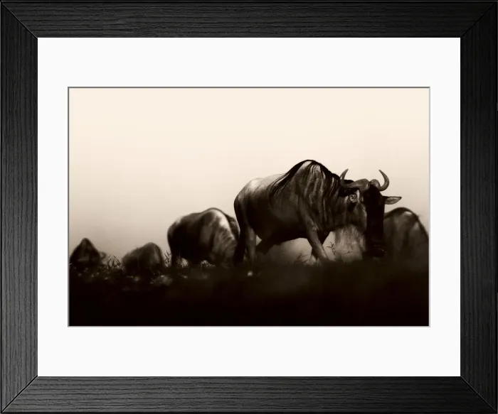 Framed Print : Wildebeeste migration, Serengeti, Tanzania Framed Print : Wildebeeste migration, Serengeti, Tanzania
