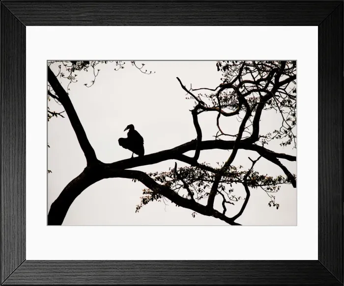 Framed Print : Silhouette of Ground Hornbill, Mikumi National Park, Tanzania Framed Print : Silhouette of Ground Hornbill, Mikumi National Park, Tanzania
