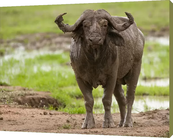 African buffalo by waterhole, Mikumi, Tanzaina