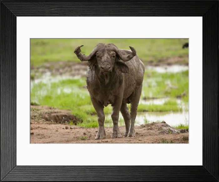 Framed Print : African buffalo by waterhole, Mikumi, Tanzaina Framed Print : African buffalo by waterhole, Mikumi, Tanzaina