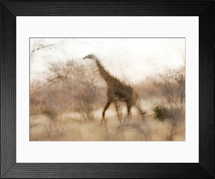Framed Print : Giraffe in Ruaha National Park, Tanzania Framed Print : Giraffe in Ruaha National Park, Tanzania