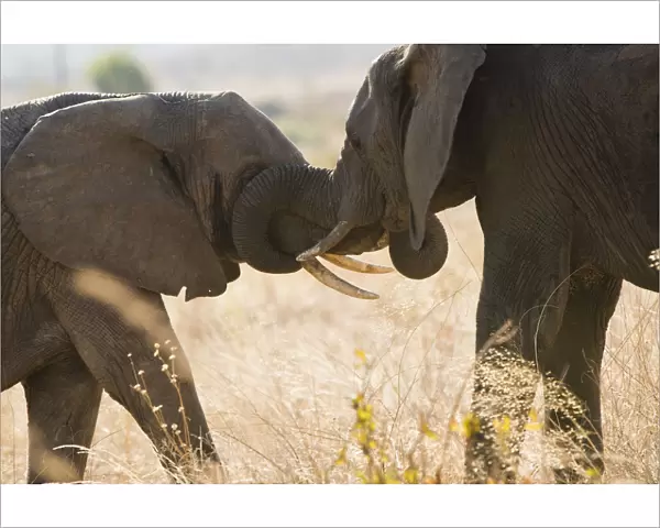 Large elephpant greets smaller elephant in Ruaha, Tanzania