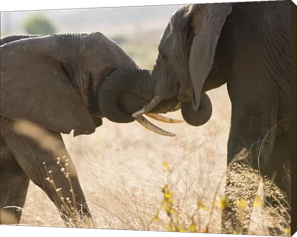 Large elephpant greets smaller elephant in Ruaha, Tanzania
