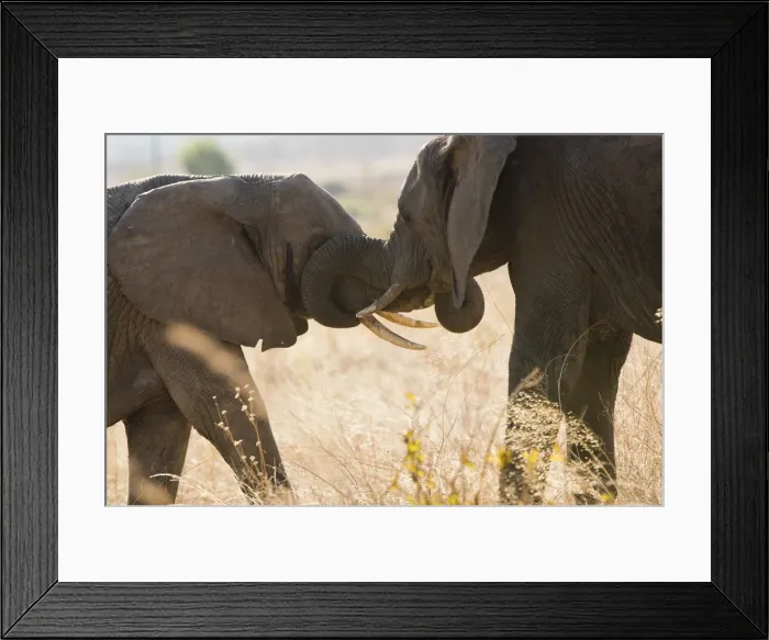 Framed Print : Large elephpant greets smaller elephant in Ruaha, Tanzania Framed Print : Large elephpant greets smaller elephant in Ruaha, Tanzania