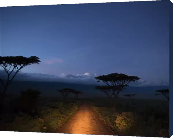 Car headlights illumiate the road into Ngorongoro Crater, before dawn, Tanzania