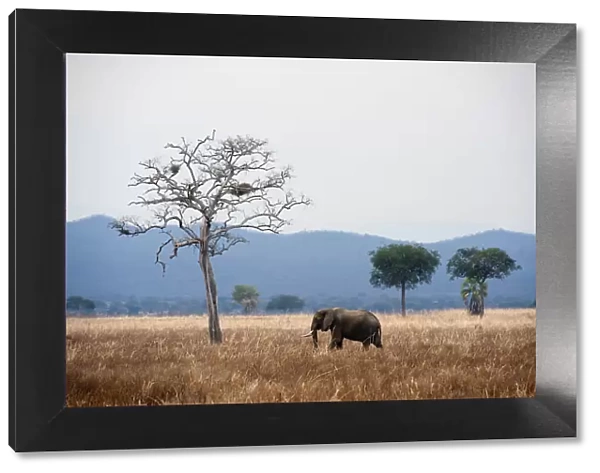 Elephant and dead tree in landscape, Mikumi, Tanzania