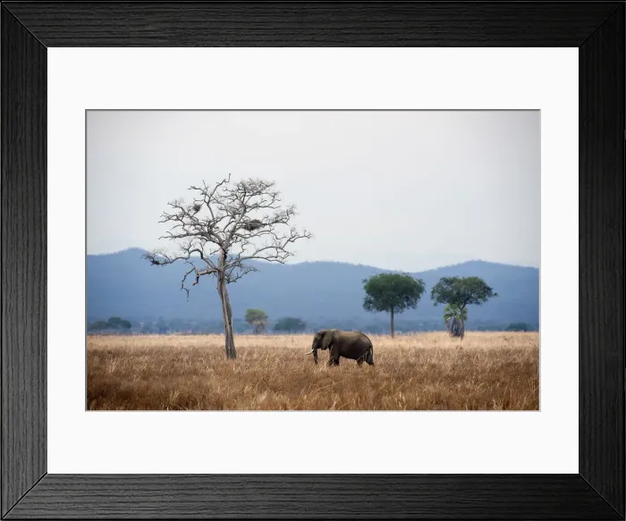 Framed Print : Elephant and dead tree in landscape, Mikumi, Tanzania Framed Print : Elephant and dead tree in landscape, Mikumi, Tanzania