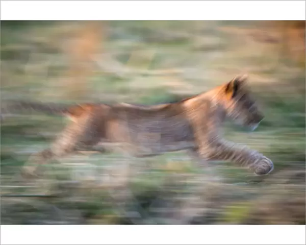 Lion cub running in Ruaha National park, Tanzania