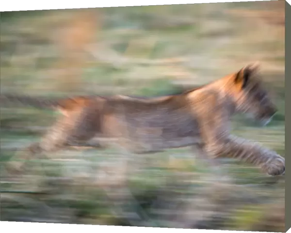 Lion cub running in Ruaha National park, Tanzania