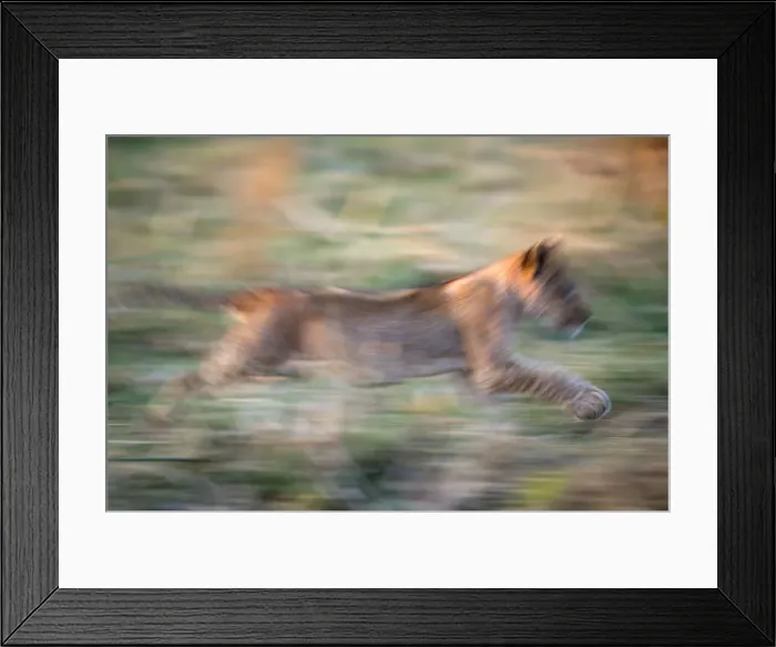 Framed Print : Lion cub running in Ruaha National park, Tanzania