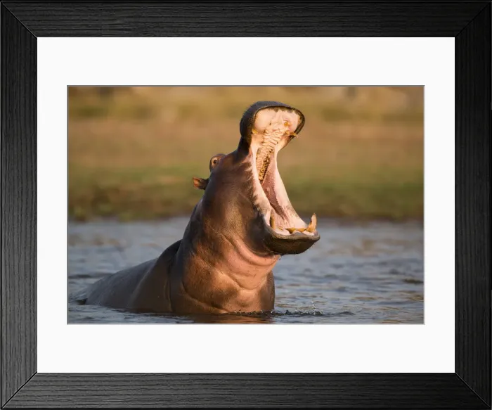 Framed Print : Hippopotamus yawning in waterhole, Ruaha, Tanzania Framed Print : Hippopotamus yawning in waterhole, Ruaha, Tanzania