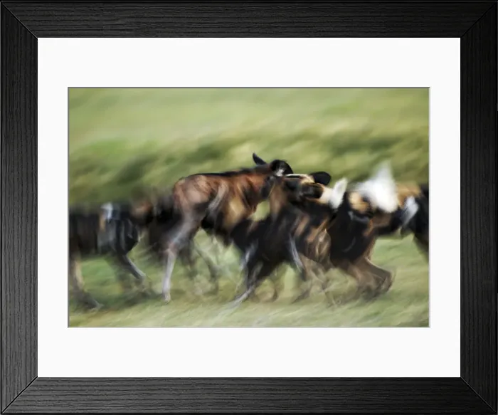 Framed Print : Wild dogs feeding on young wildebeeste, Piyaya, Tanzania Framed Print : Wild dogs feeding on young wildebeeste, Piyaya, Tanzania