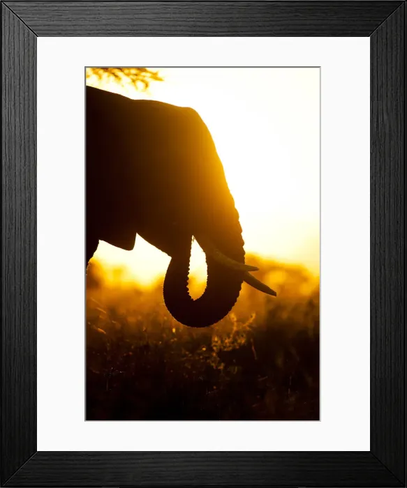 Framed Print : Elephant silhouette at sunset, Tarangire national park Framed Print : Elephant silhouette at sunset, Tarangire national park