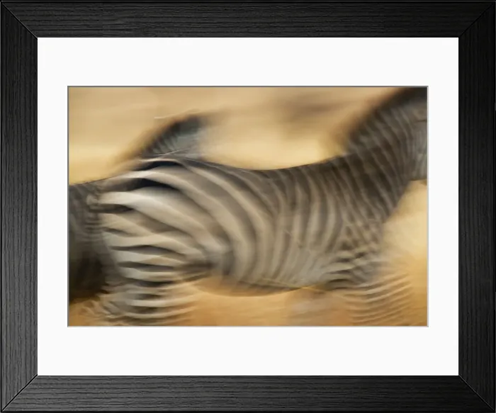 Framed Print : Zebra walking in Tarangire National Park, Tanzania Framed Print : Zebra walking in Tarangire National Park, Tanzania