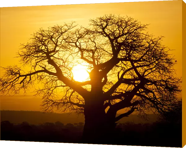 Baobab tree in Tarangire National Park, Tanzania at Sunset