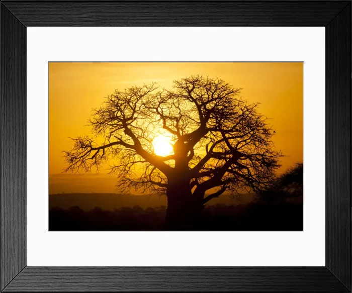 Framed Print : Baobab tree in Tarangire National Park, Tanzania at Sunset Framed Print : Baobab tree in Tarangire National Park, Tanzania at Sunset