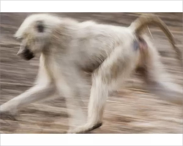 White baboon running, Tarangire, Tanzania
