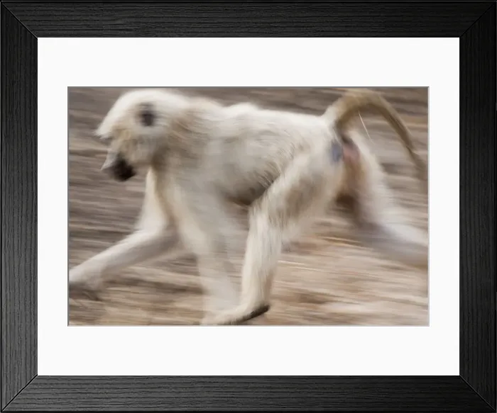 Framed Print : White baboon running, Tarangire, Tanzania