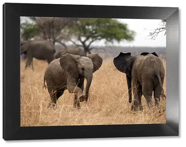 Two young elephants face off, in Tarangire, Tanzania