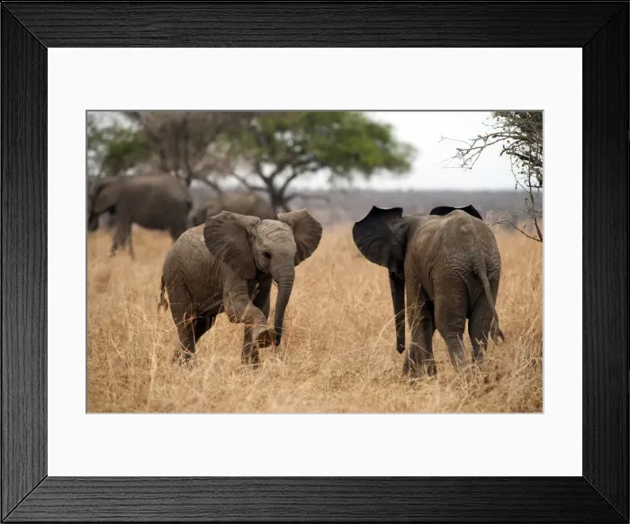 Framed Print : Two young elephants face off, in Tarangire, Tanzania