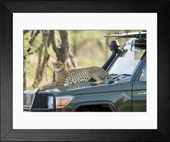 Framed Print : Cheetah sitting on safari vehicle, Serengeti, Tanzania Framed Print : Cheetah sitting on safari vehicle, Serengeti, Tanzania
