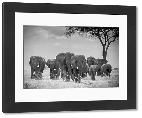 Herd of elephants walking, with acacia tree, Serengeti National Park, Tanzania