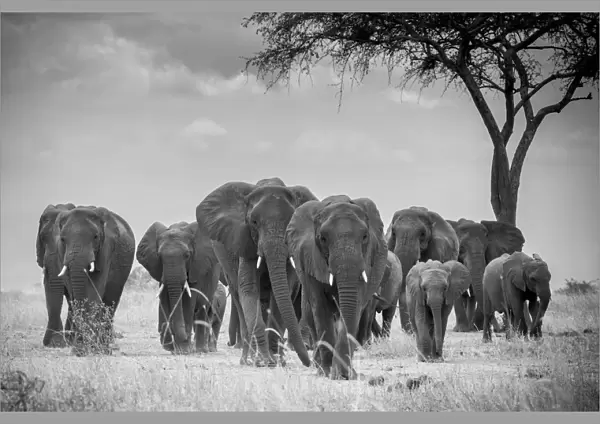 Herd of elephants walking, with acacia tree, Serengeti National Park, Tanzania