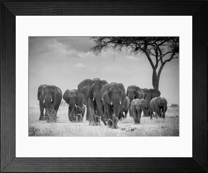 Framed Print : Herd of elephants walking, with acacia tree, Serengeti National Park, Tanzania Framed Print : Herd of elephants walking, with acacia tree, Serengeti National Park, Tanzania