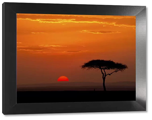 Sunrise with acacia tree, Serengeti, Tanzania, Africa